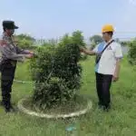 Pemanfaatan Lahan Kosong di Desa Sidodadi Dukung Ketahanan Pangan Nasional