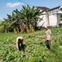 Polsek Tulangan Optimalkan Lahan Sayur Guna Dukung Ketahanan Pangan 