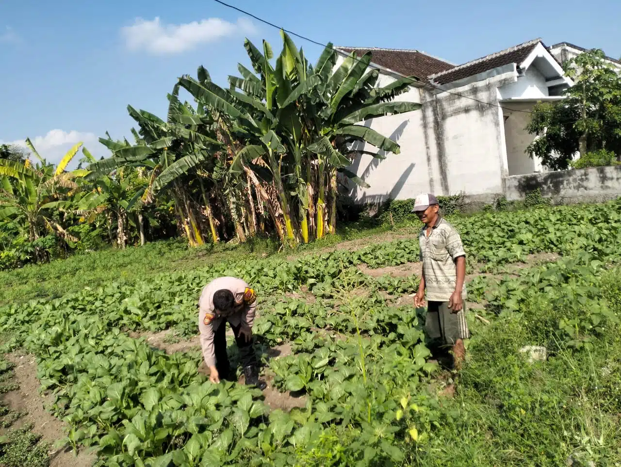 Polsek Tulangan Optimalkan Lahan Sayur Guna Dukung Ketahanan Pangan 