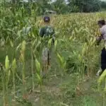 Sinergi Polri dan Petani, Cek Pemangkasan Jagung di Lahan Ketahanan Pangan Desa Bakungtemenggungan