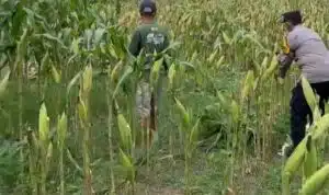 Sinergi Polri dan Petani, Cek Pemangkasan Jagung di Lahan Ketahanan Pangan Desa Bakungtemenggungan