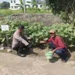 Wujudkan Ketahanan Pangan, Warga Sedati Gede Tanami Lahan Kosong dengan Cabai dan Terong