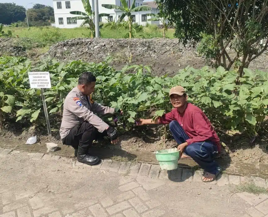 Wujudkan Ketahanan Pangan, Warga Sedati Gede Tanami Lahan Kosong dengan Cabai dan Terong