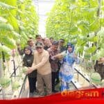 Gempolklutuk Siap Jadi Wisata Petik Melon, Mimik Idayana Apresiasi Panen Hidroponik Perdana