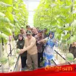 Gempolklutuk Siap Jadi Wisata Petik Melon, Mimik Idayana Apresiasi Panen Hidroponik Perdana