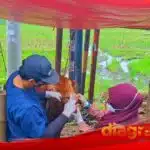 Waspadai PMK dan LSD, Dispaperta Sidoarjo Awasi Ketat Hewan Kurban.