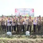 Polres Kediri Kota bersama Warga Tani Panen Raya Jagung, Wujud Nyata Dukung Swasembada Pangan