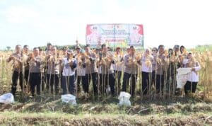 Polres Kediri Kota bersama Warga Tani Panen Raya Jagung, Wujud Nyata Dukung Swasembada Pangan