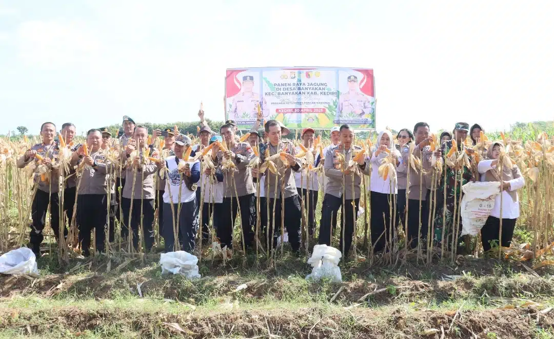Polres Kediri Kota bersama Warga Tani Panen Raya Jagung, Wujud Nyata Dukung Swasembada Pangan