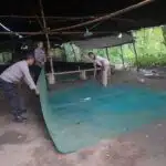 Berantas Perjudian Polisi Bongkar Arena Sabung Ayam di Nganjuk