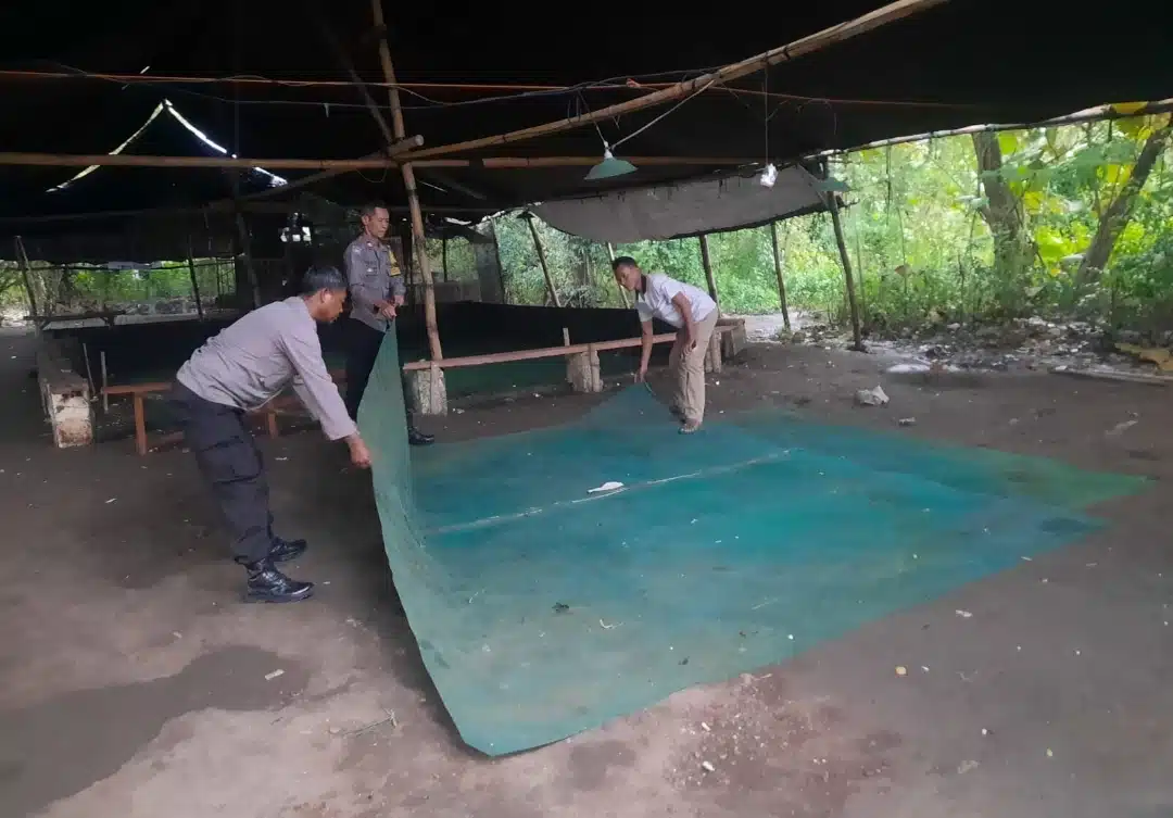 Berantas Perjudian Polisi Bongkar Arena Sabung Ayam di Nganjuk
