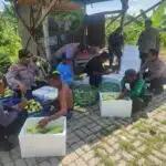 Dukung Ketahanan Pangan Nasional Polres Pelabuhan Tanjung Perak Gelar Panen Raya Jagung Manis ke-8,