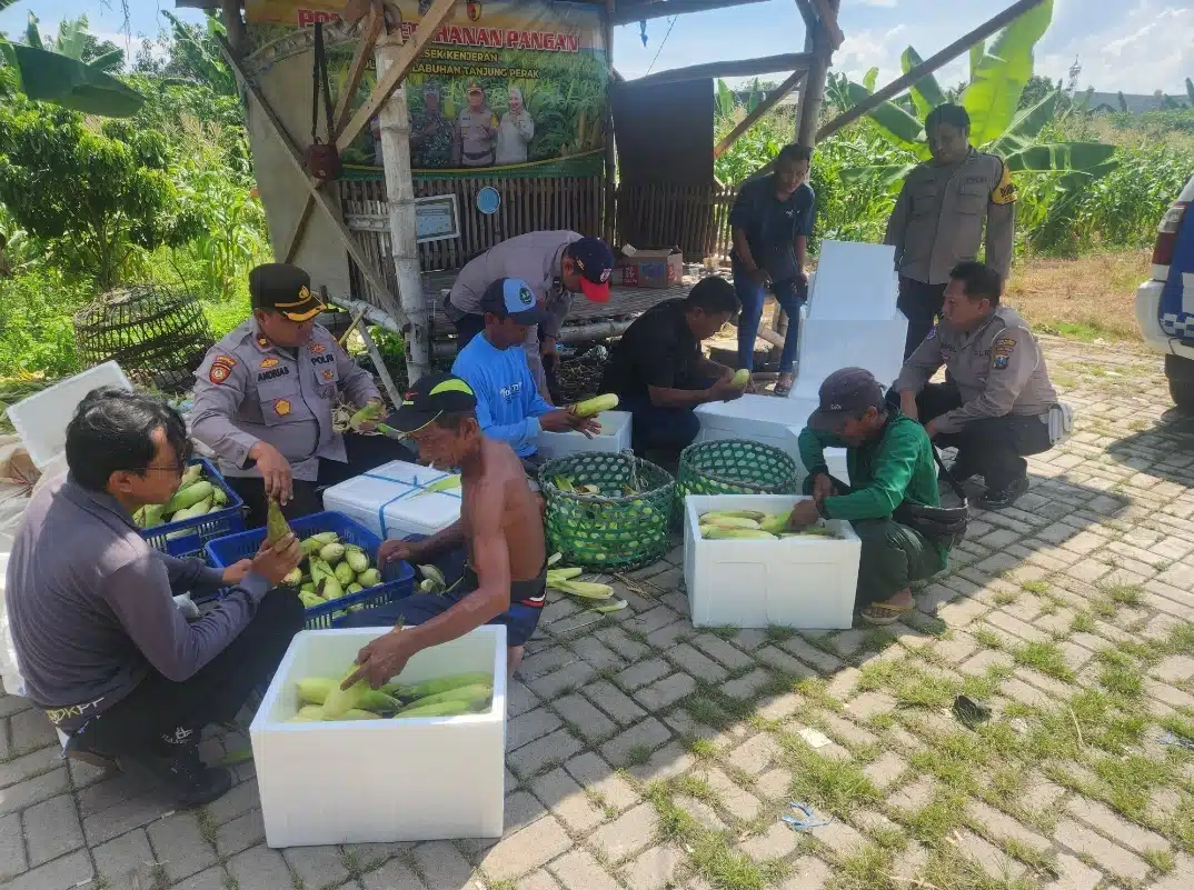 Dukung Ketahanan Pangan Nasional Polres Pelabuhan Tanjung Perak Gelar Panen Raya Jagung Manis ke-8,