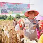 Gelorakan Swasembada Pangan Kapolres Jember Ikut Panen Raya dan Tanam Jagung di Lojejer
