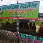 Abah badrus Khusus Qurban! Nokrom Farm Jual Hewan Qurban Sapi dan Kambing