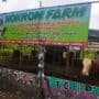 Abah badrus Khusus Qurban! Nokrom Farm Jual Hewan Qurban Sapi dan Kambing