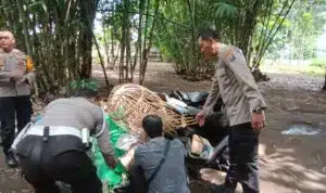 Tegas Berantas Perjudian Polisi Bongkar Lima Arena Sabung Ayam di Jember