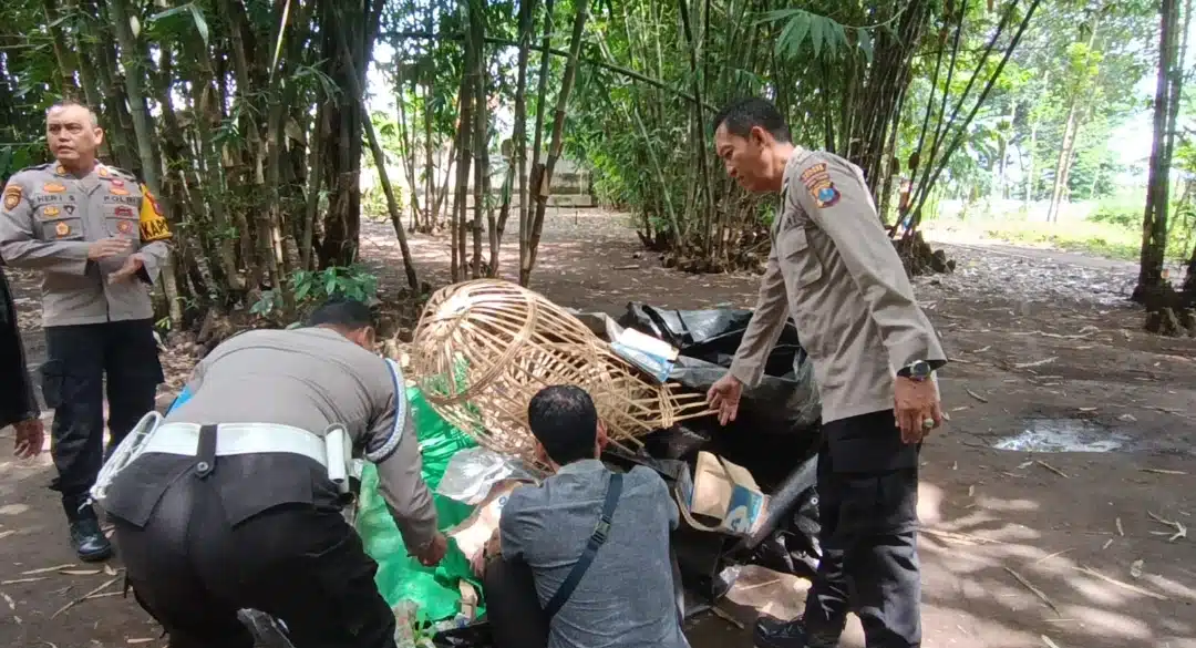 Tegas Berantas Perjudian Polisi Bongkar Lima Arena Sabung Ayam di Jember