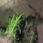 Tulungagung Diterjang Air Bah, Dua Warga Hilang