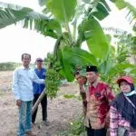 Bulan Bung Karno, Ketua DPRD Surabaya Dorong Ketahanan Pangan Melalui Pertanian Kota