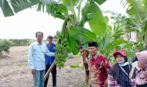 Bulan Bung Karno, Ketua DPRD Surabaya Dorong Ketahanan Pangan Melalui Pertanian Kota