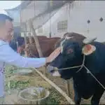 Cak YeBe Rayakan Idul Adha, Berkurban 15 Sapi dan 10 Kambing