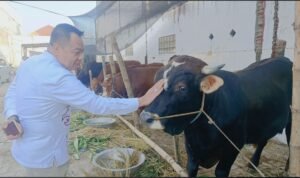 Cak YeBe Rayakan Idul Adha, Berkurban 15 Sapi dan 10 Kambing