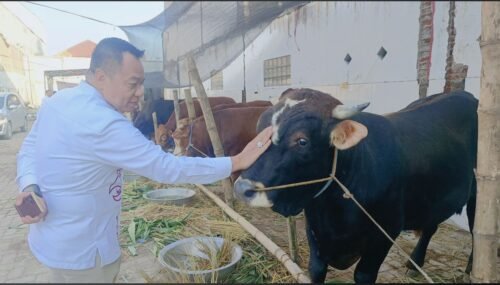 Cak YeBe Rayakan Idul Adha, Berkurban 15 Sapi dan 10 Kambing