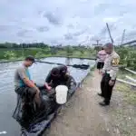 Polsek Wonoayu Salut Perkembangan Program Ketahanan Pangan pada Budidaya Ikan Mujair di Jimbaran Wetan