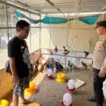 Optimalkan Ketahanan Pangan, Anggota Polsek Krembung Tinjau Peternakan Ayam Kampung di Desa Gading