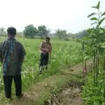 Wujud Polisi Cinta Petani di Balongbendo Kompak Pantau Perkembangan Tanaman Jagung