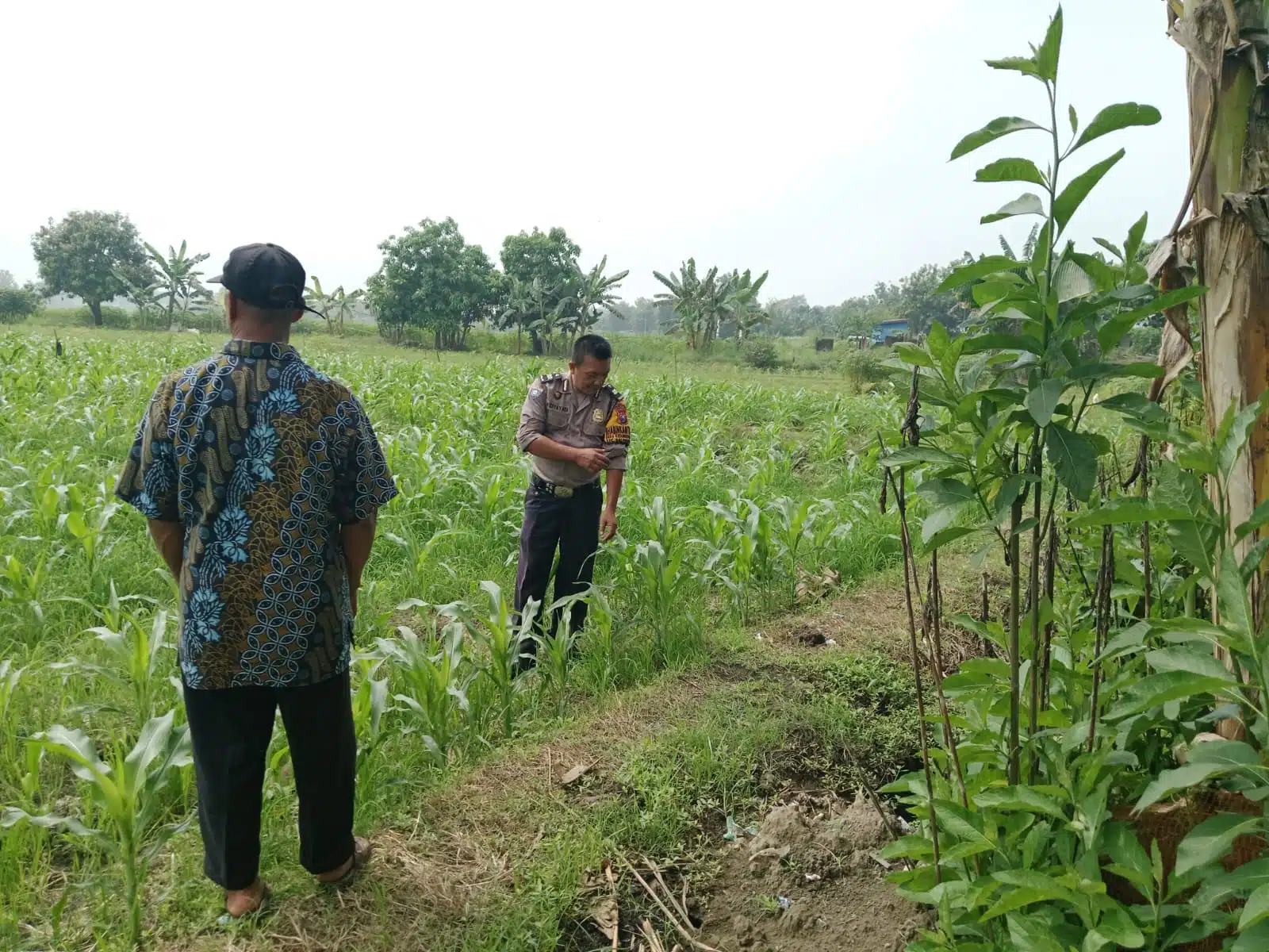 Wujud Polisi Cinta Petani di Balongbendo Kompak Pantau Perkembangan Tanaman Jagung