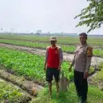 Bhabinkamtibmas Desa Seketi Dorong Ketahanan Pangan Lewat Pekarangan Bergizi