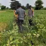 Wujud Polisi Cinta Petani Tinjau Lahan Terong untuk Ketahanan Pangan Bergizi