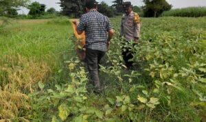 Wujud Polisi Cinta Petani Tinjau Lahan Terong untuk Ketahanan Pangan Bergizi