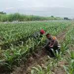 Kapolsek Tarik Masifkan Pendampingan ke Petani, Cegah Gagal Panen  