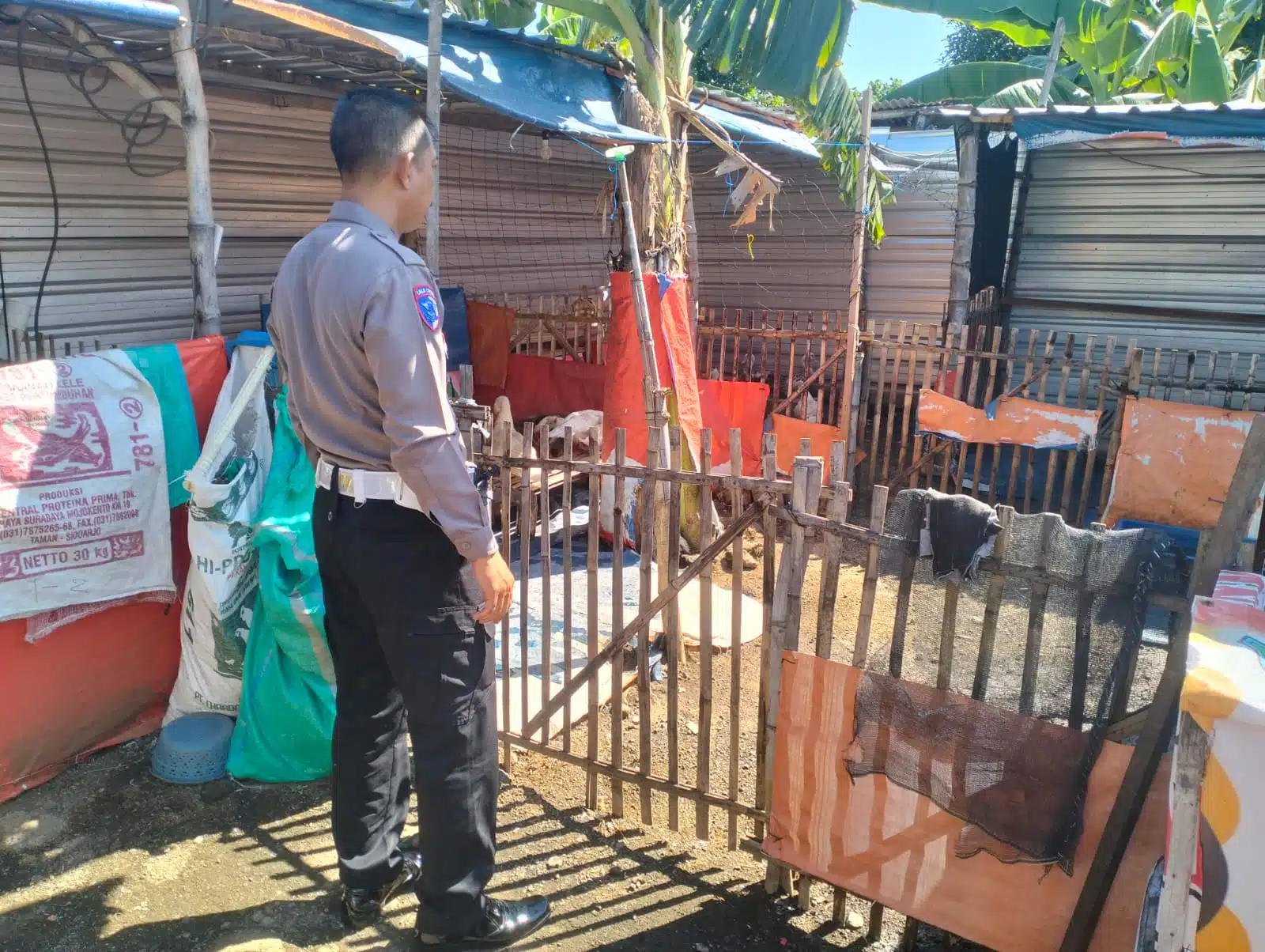 Polsek Porong Dukung Ketahanan Pangan, Cek Pembibitan Entok Jumbo di Desa Plumbon