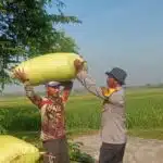Optimalkan Ketahanan Pangan, Bhabinkamtibmas Cek Lahan P2B di Desa Semambung Jabon 