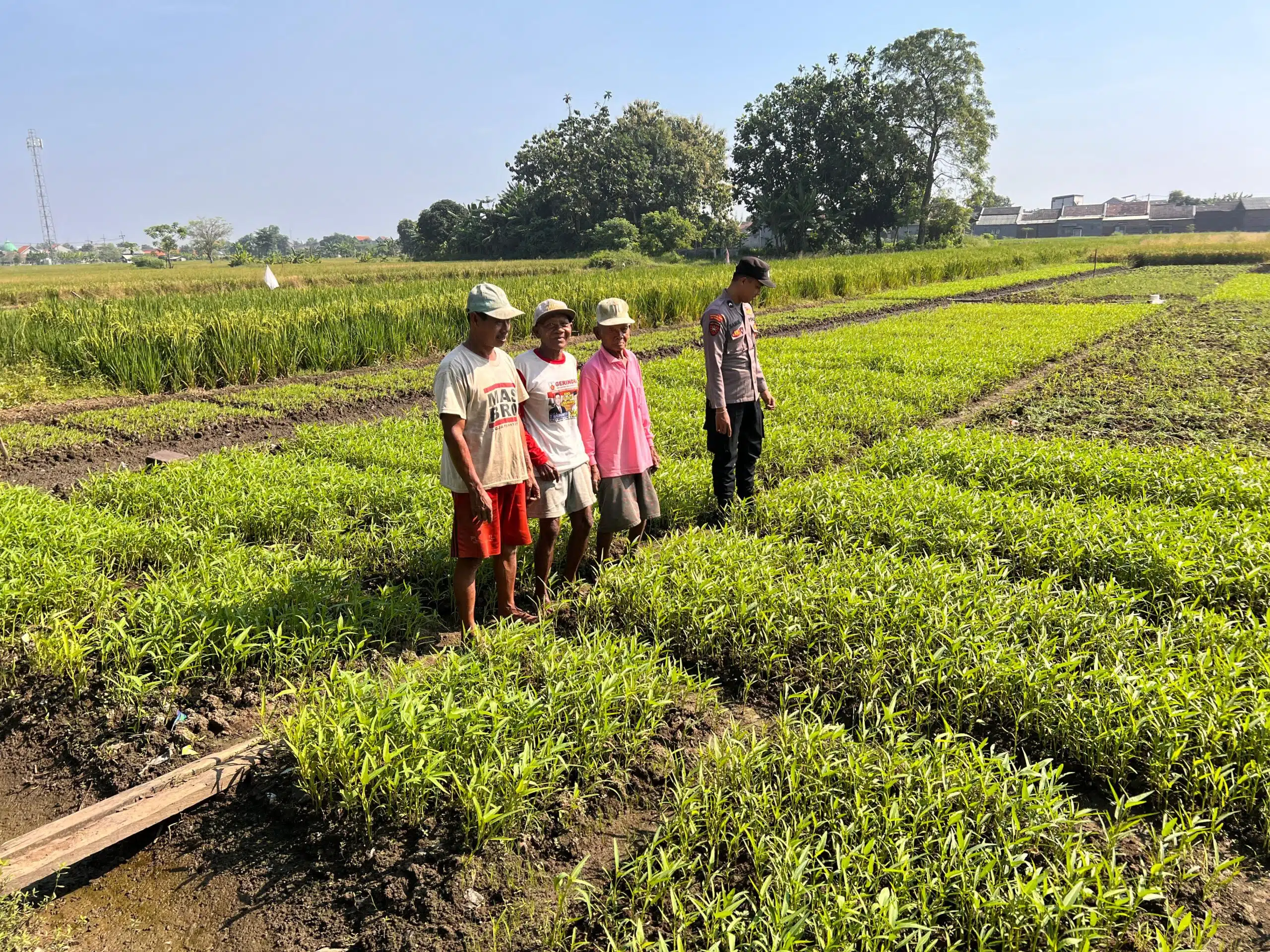 Bhabinkamtibmas Sambangi Petani, Dukung Ketahanan Pangan