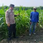 Polisi Cinta Petani, Polsek Krembung Cek Lahan Jagung