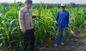 Polisi Cinta Petani, Polsek Krembung Cek Lahan Jagung