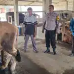 Peternakan Sapi di Desa Karangtanjung Candi Turut Topang Ketahanan Pangan