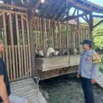 Pemanfaatan Lahan Kosong untuk Peternakan Kambing Etawa di Desa Jemundo Dukung Program Ketahanan Pangan