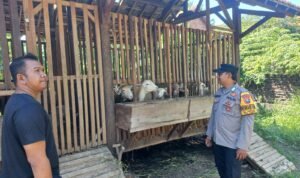 Pemanfaatan Lahan Kosong untuk Peternakan Kambing Etawa di Desa Jemundo Dukung Program Ketahanan Pangan