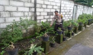 Polsek Krembung Wujudkan P2B Ketahanan Pangan di Desa Lemujut