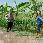 Polsek Tulangan Dampingi Warga Upayakan Hasil Optimal pada Tanaman Jagung  