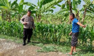 Polsek Tulangan Dampingi Warga Upayakan Hasil Optimal pada Tanaman Jagung  