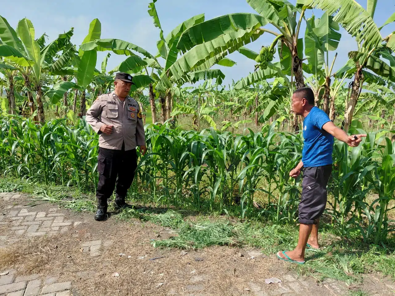 Polsek Tulangan Dampingi Warga Upayakan Hasil Optimal pada Tanaman Jagung  