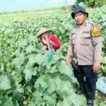 Dukung Ketahanan Pangan Lewat Perawatan Tanaman Hortikultura di Balongbendo
