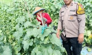 Dukung Ketahanan Pangan Lewat Perawatan Tanaman Hortikultura di Balongbendo